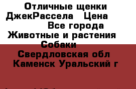 Отличные щенки ДжекРассела › Цена ­ 50 000 - Все города Животные и растения » Собаки   . Свердловская обл.,Каменск-Уральский г.